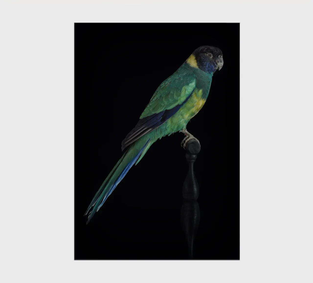 Pappagallini diario da Curious Collections by Marielle Leenders