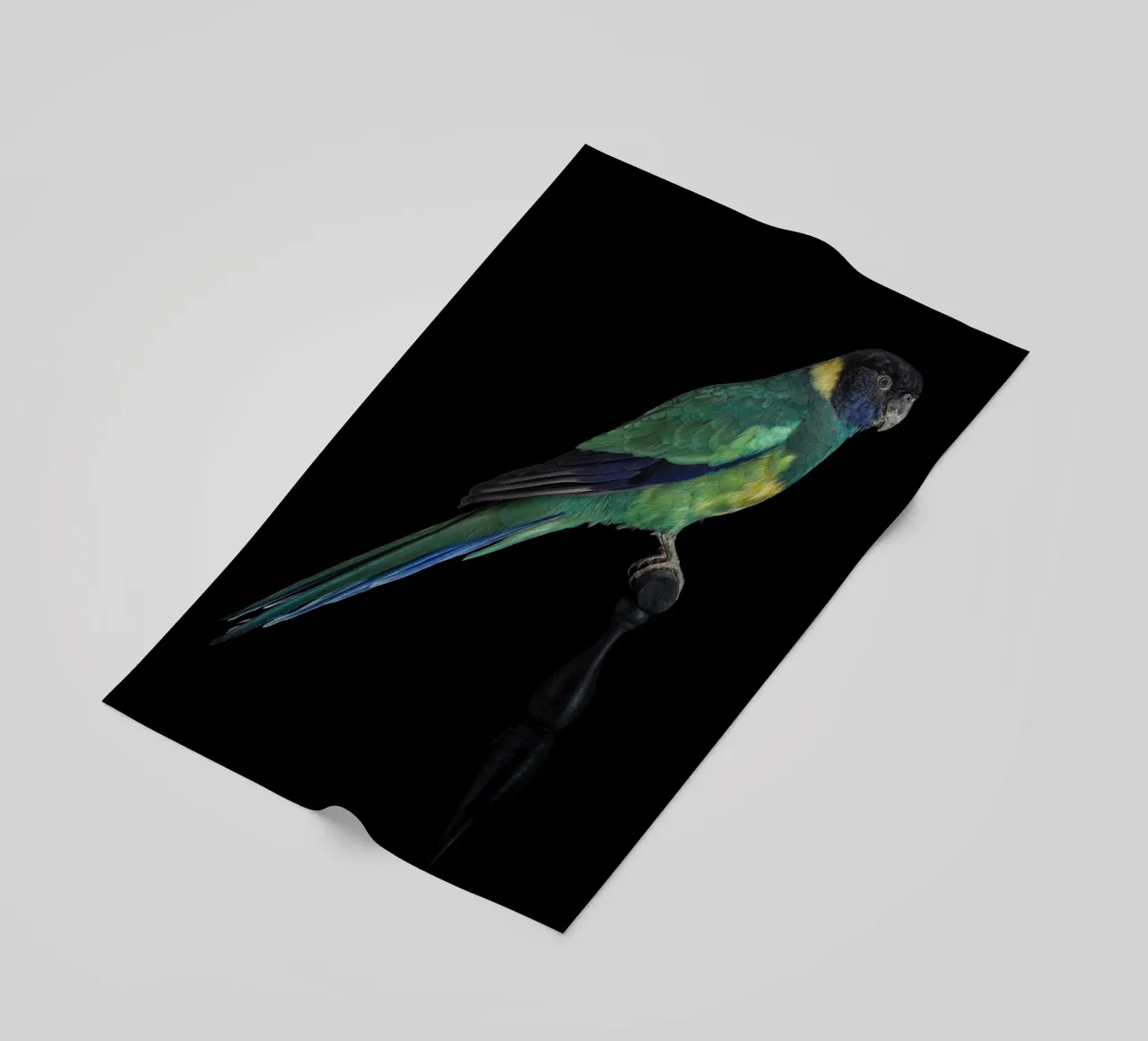 Pappagallini telo mare da Curious Collections by Marielle Leenders