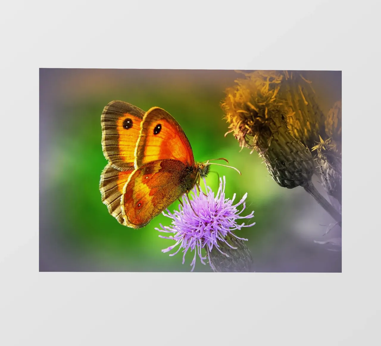 FAA85 photo wallpaper by Thierry vobmann photography
