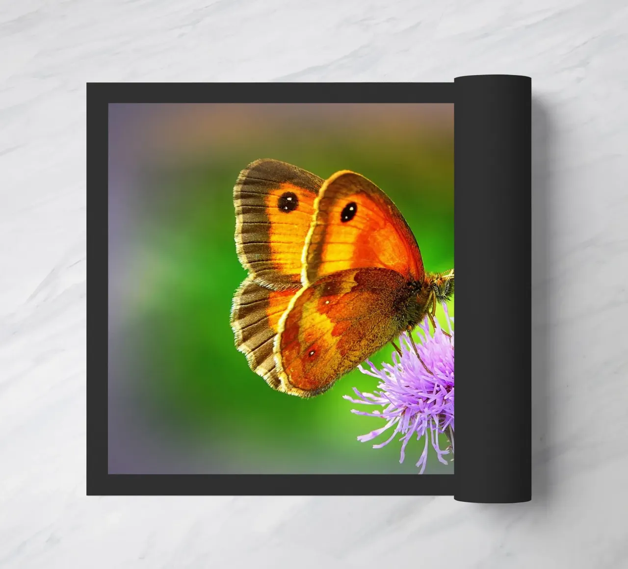 FAA85 zerbino da Thierry vobmann photography