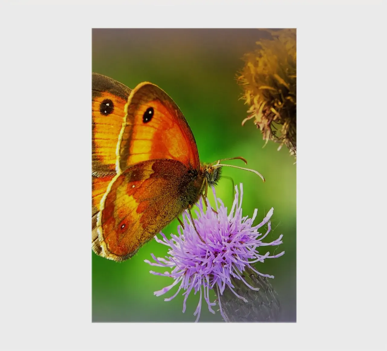FAA85 notebook by Thierry vobmann photography