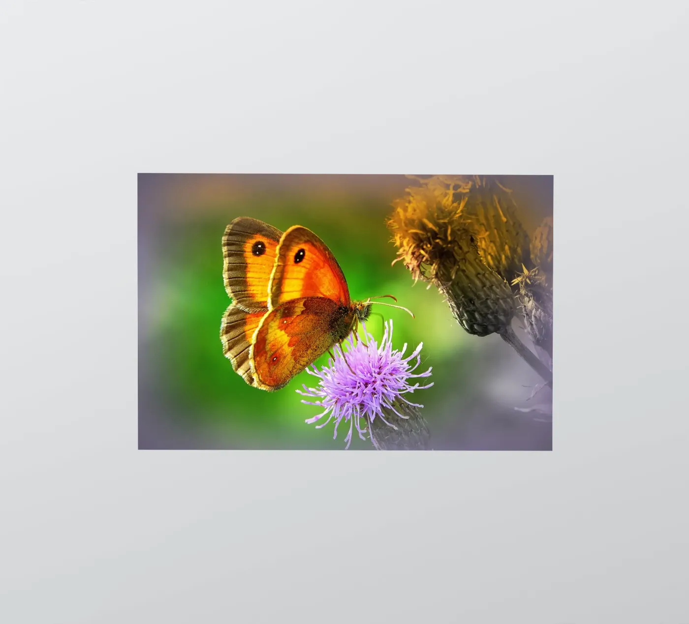 FAA85 Sticker von Thierry vobmann photography