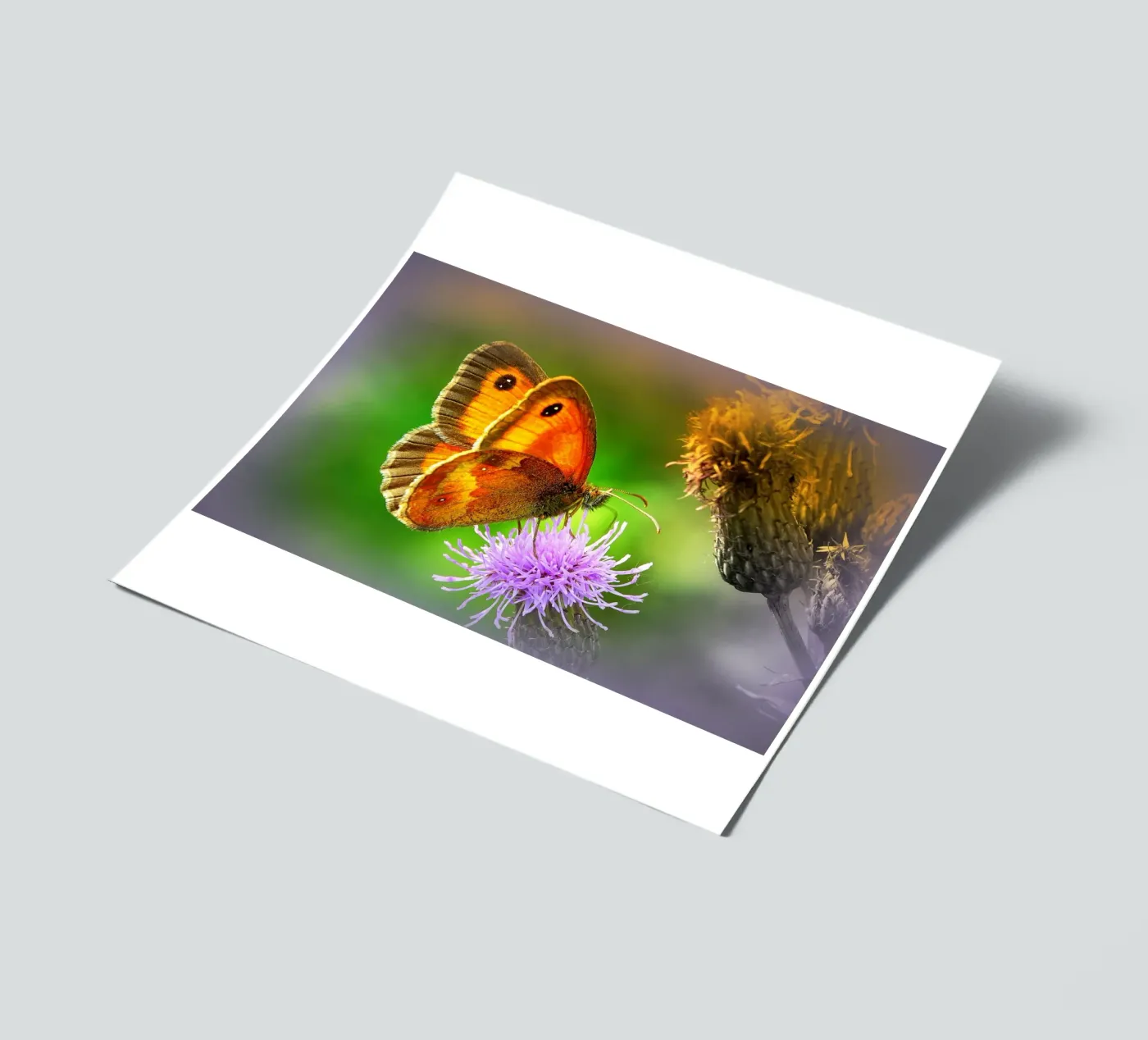 FAA85 stickervel van Thierry vobmann photography