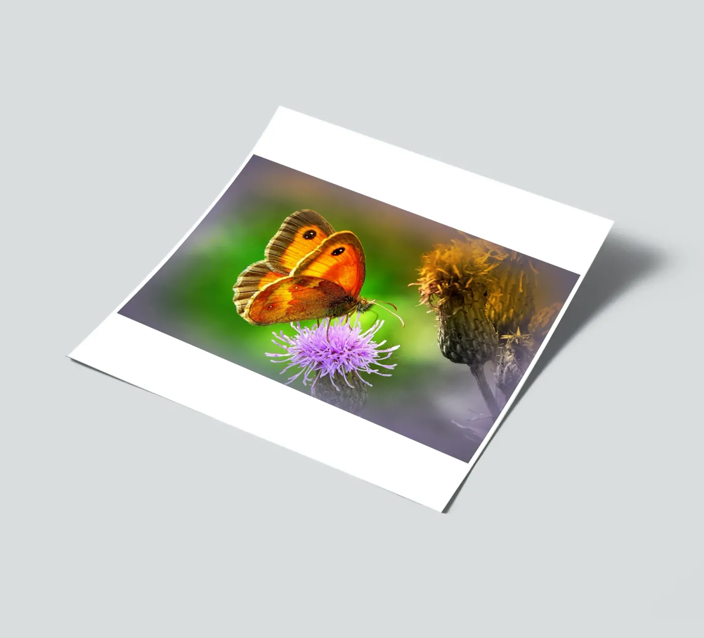 FAA85 sticker sheet by Thierry vobmann photography