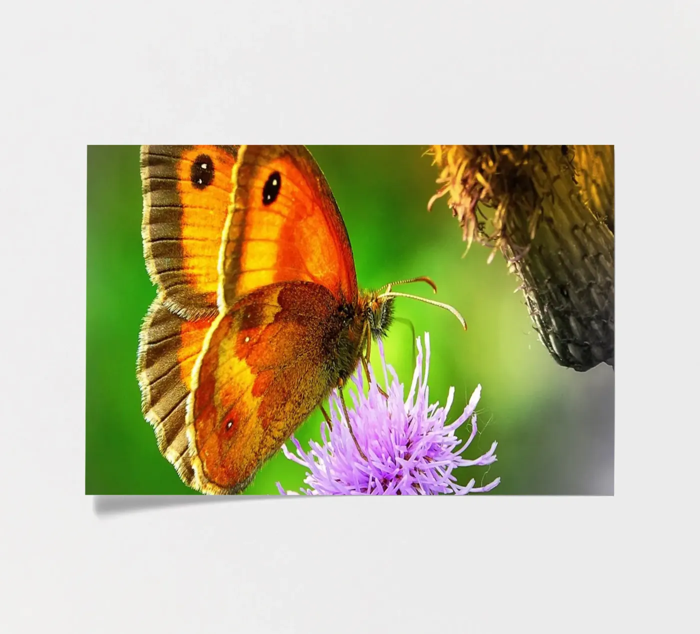 FAA85 stickervel van Thierry vobmann photography