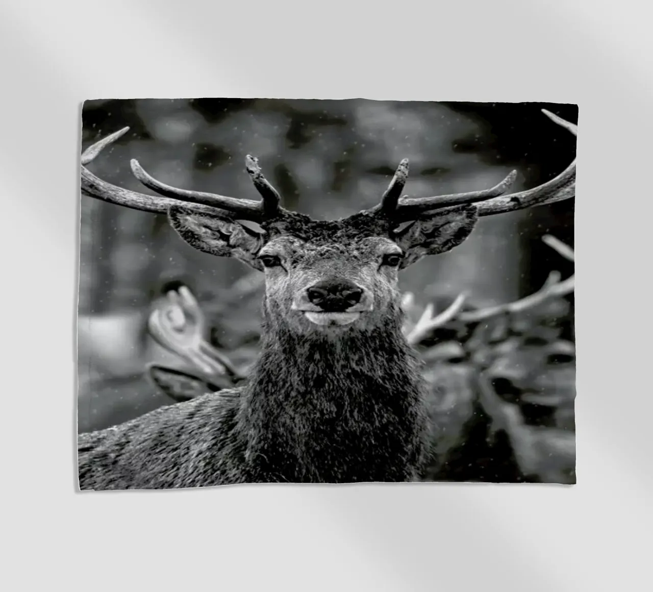 The Stag telo mare da Studio One
