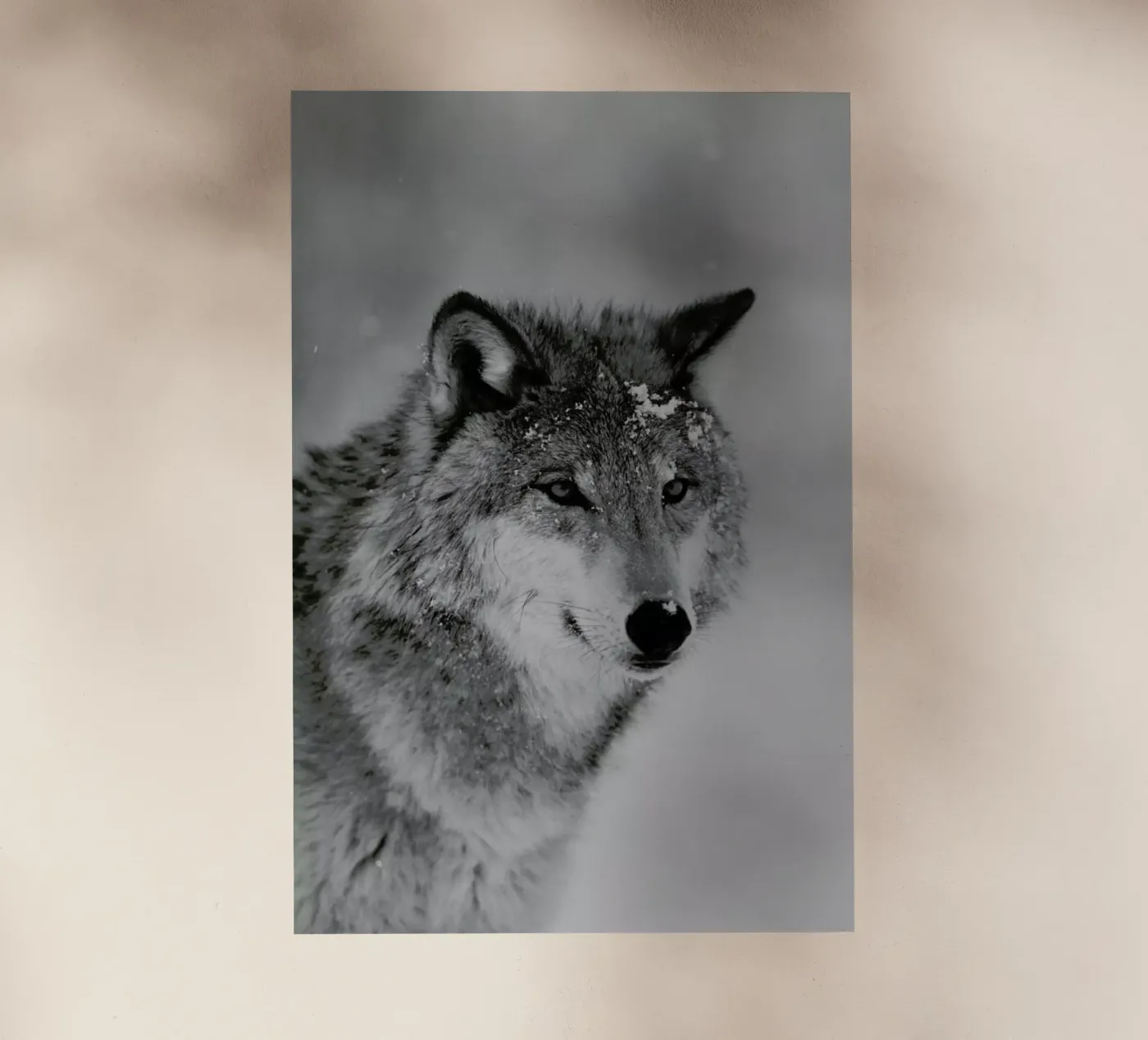 The Wolf pellicola backlit da Studio One