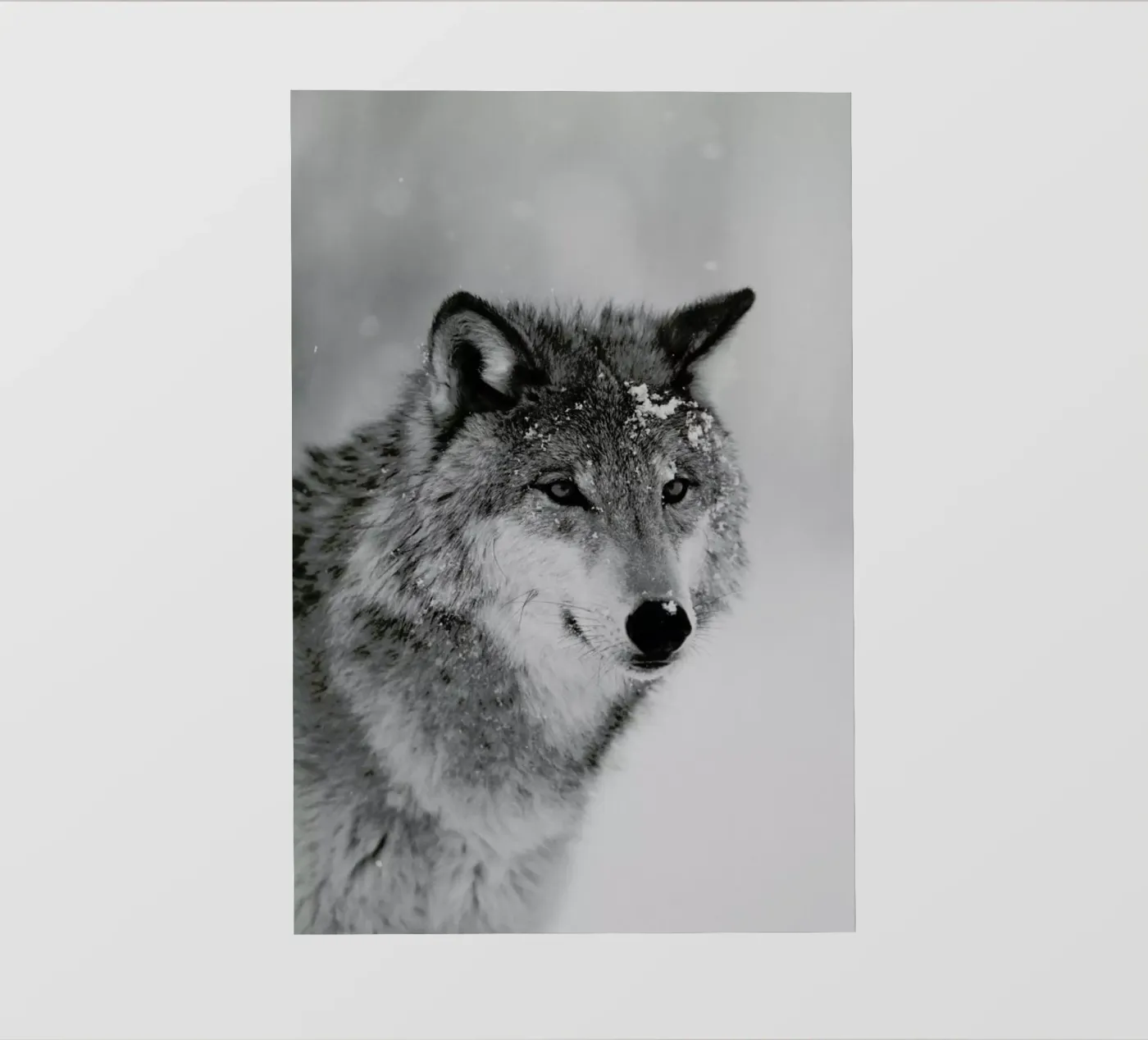 The Wolf pellicola backlit da Studio One