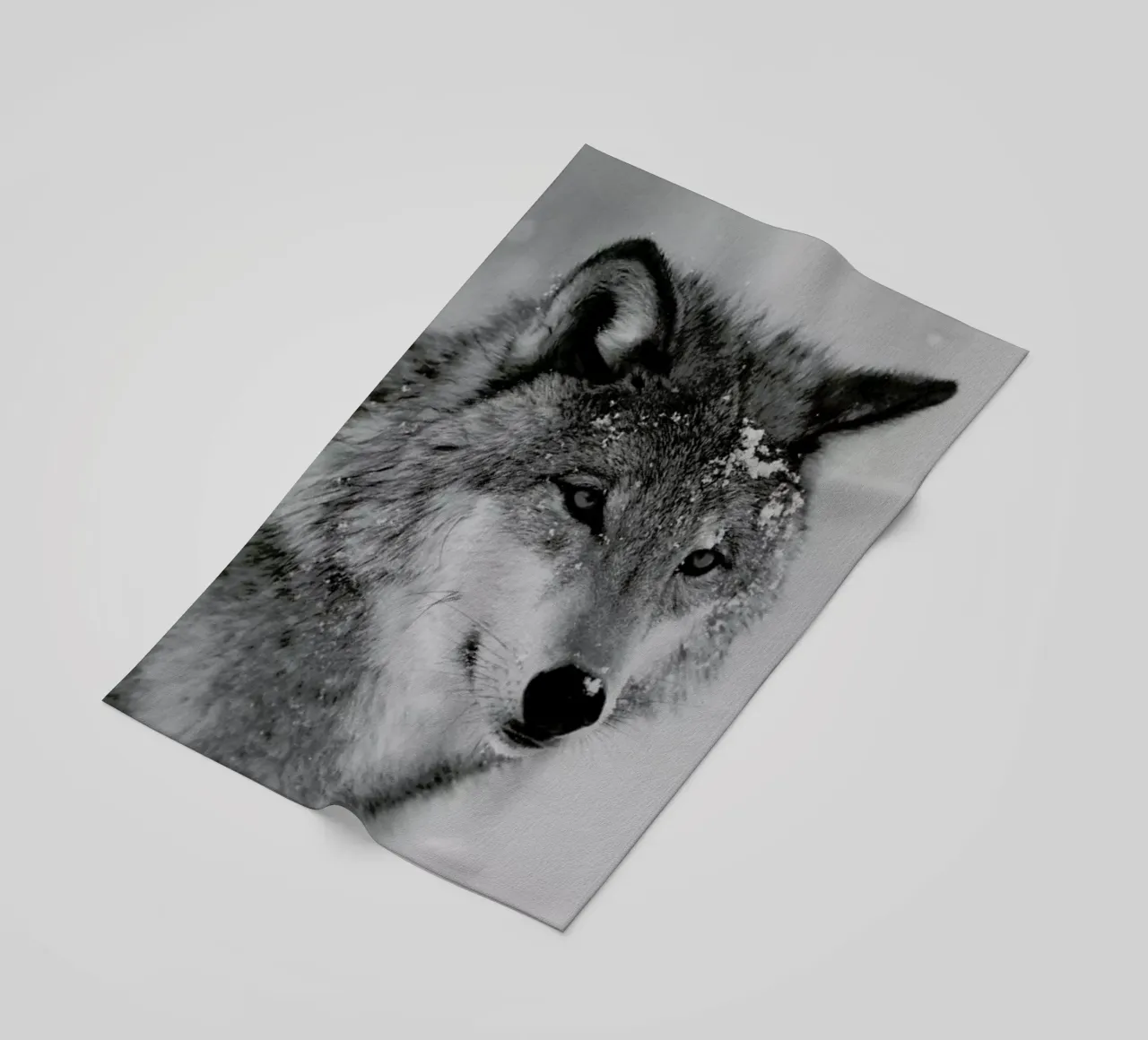 The Wolf telo mare da Studio One