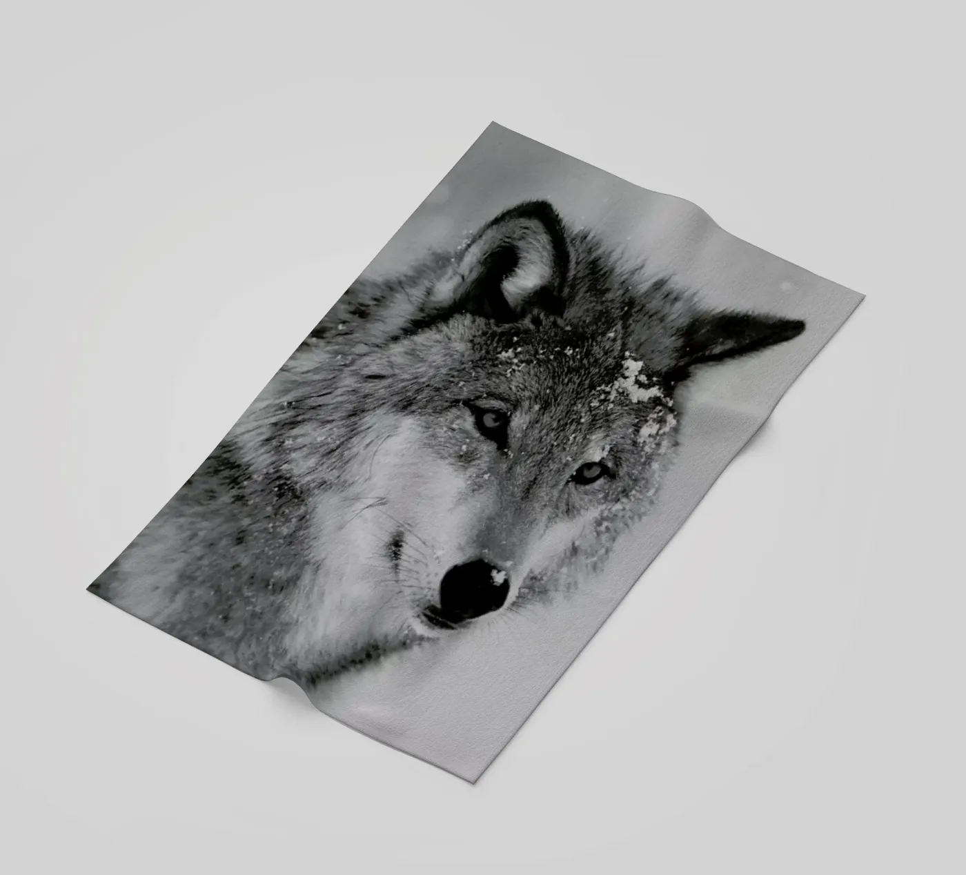 The Wolf telo mare da Studio One