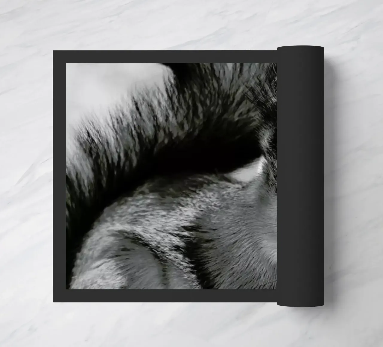 The Squirrel zerbino da Studio One