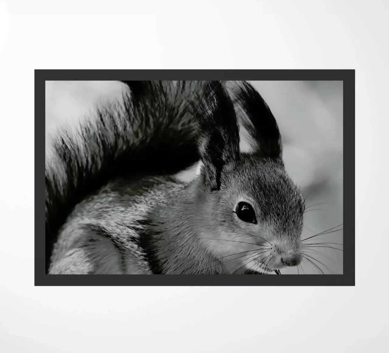 The Squirrel zerbino da Studio One