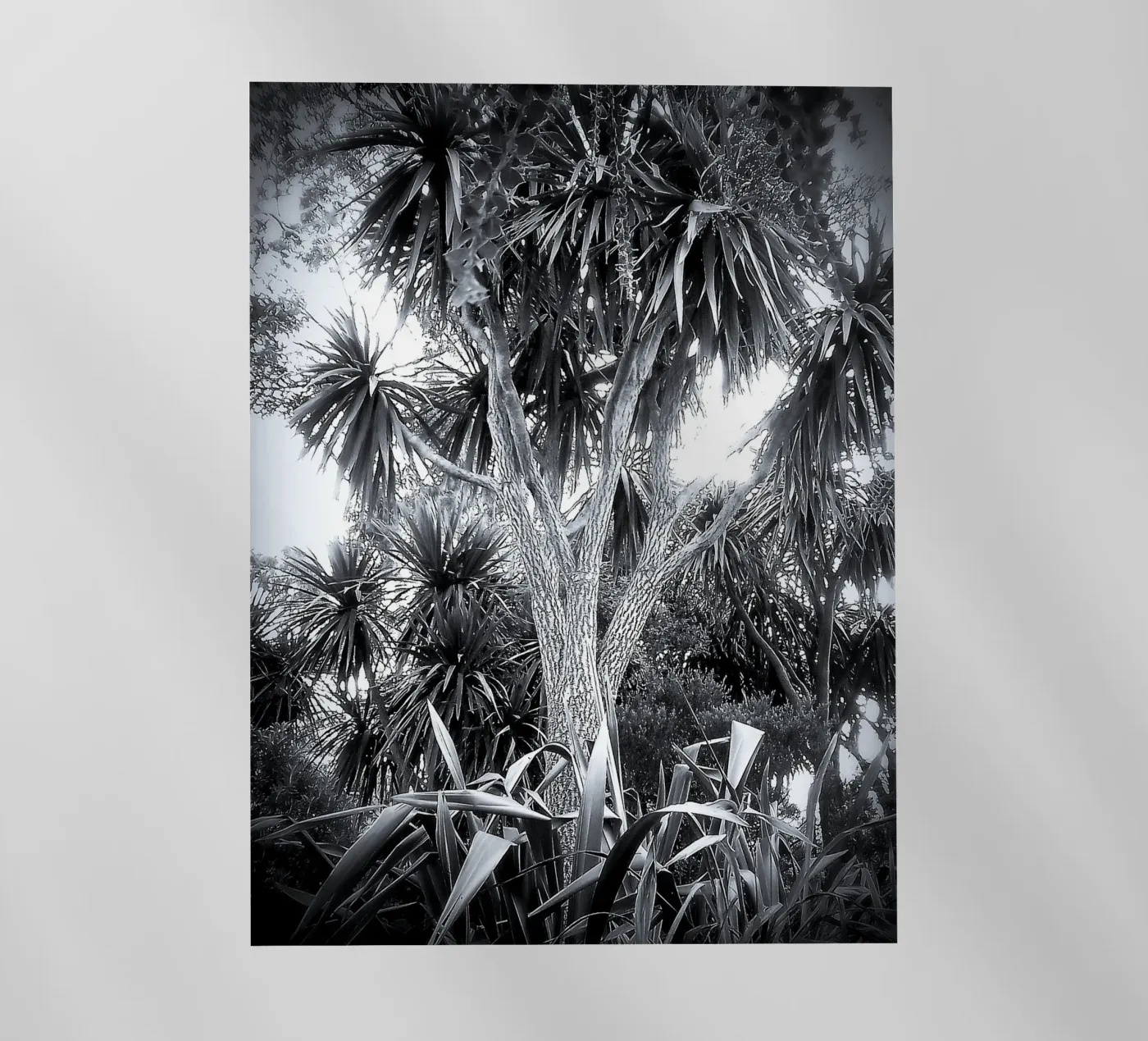 BW14 pellicola backlit da Thierry vobmann photography