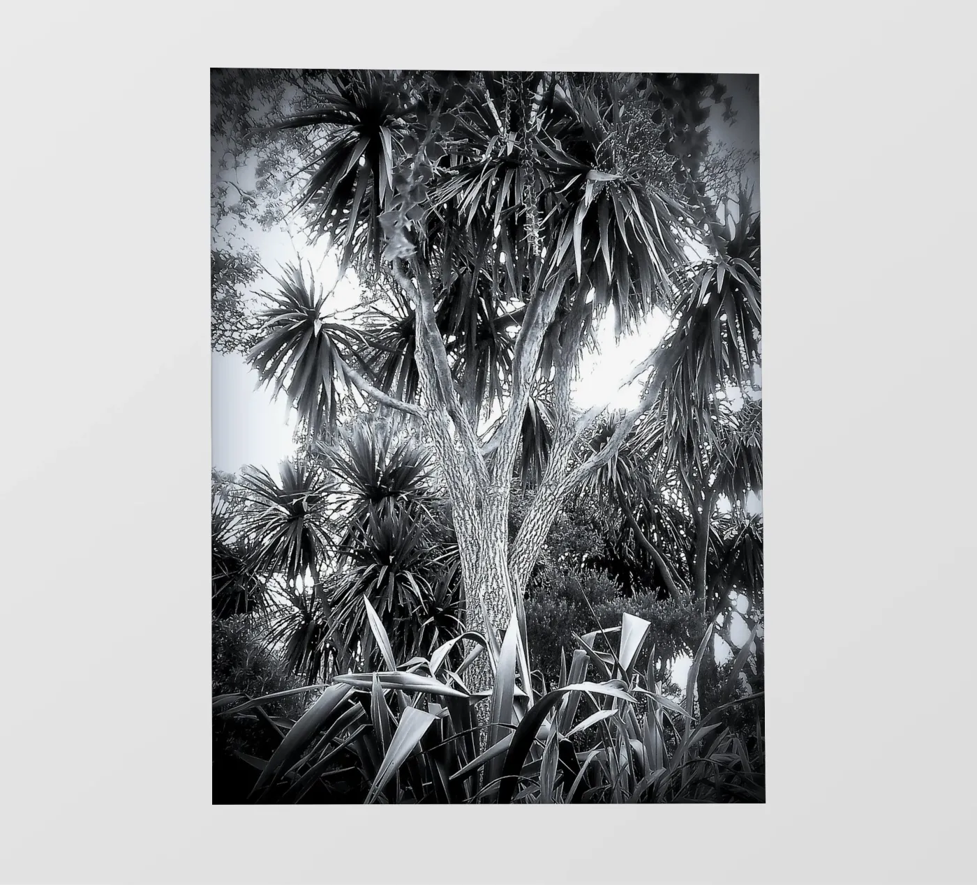 BW14 pellicola backlit da Thierry vobmann photography