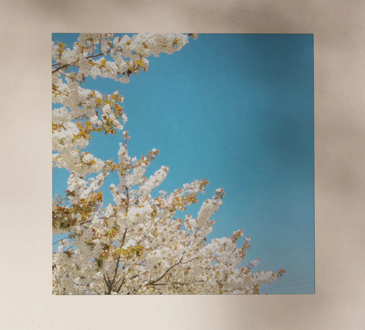 Onda di fiori pellicola backlit da Cassia Beck Photography