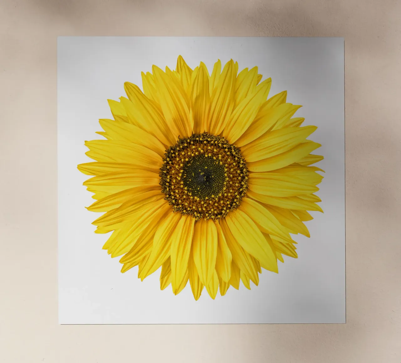 Girasole pellicola backlit da Curious Collections by Marielle Leenders