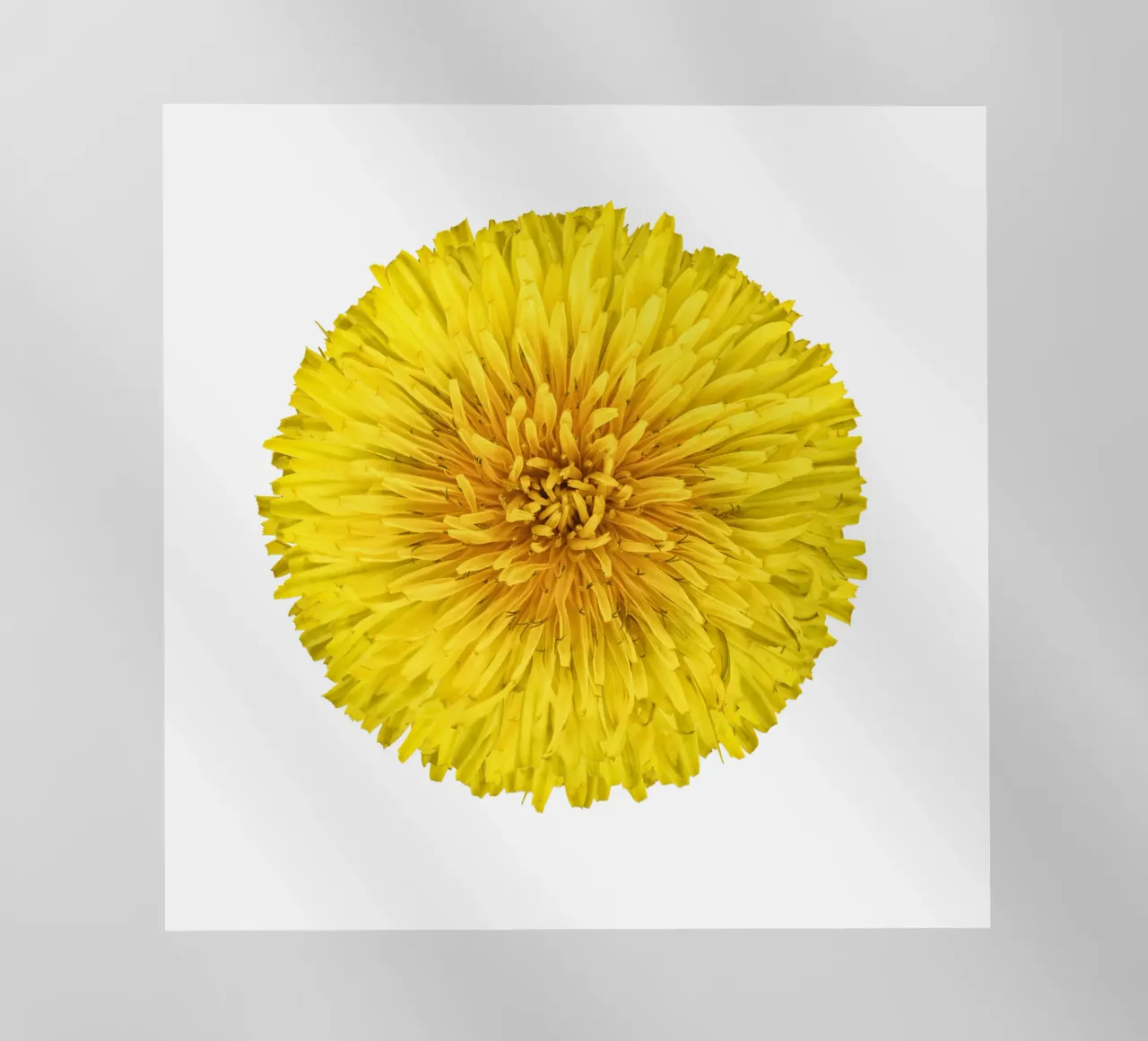Dandelion Flower backlit film by Curious Collections by Marielle Leenders