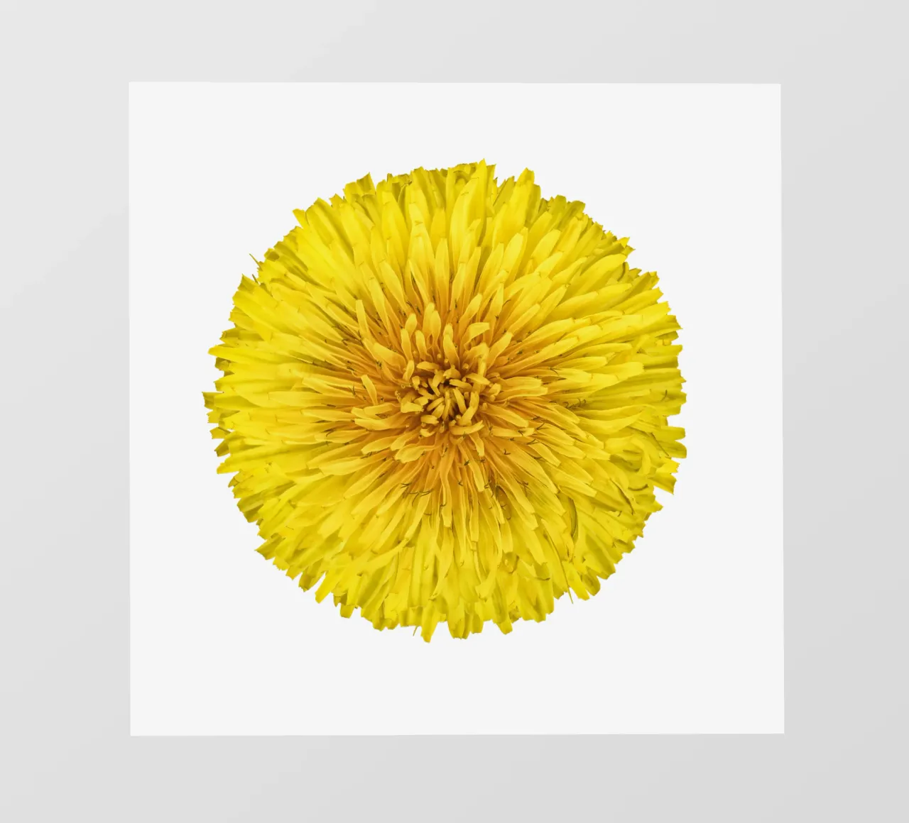 Fiore di dente di leone telo in pvc da Curious Collections by Marielle Leenders
