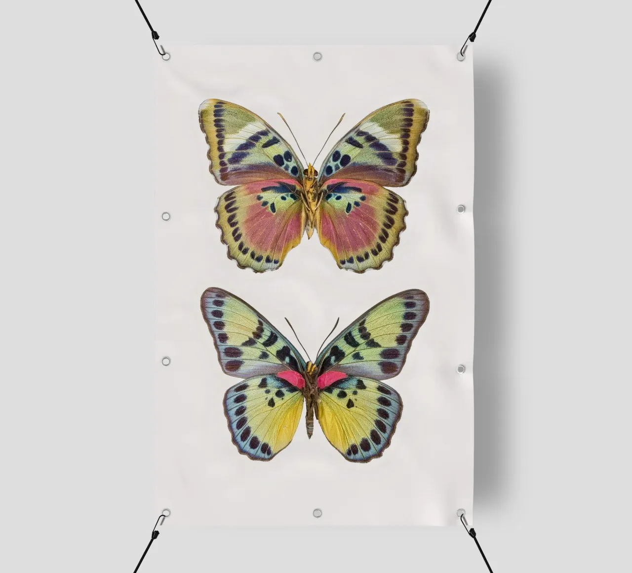 Two Beautiful Butterflies telo in pvc da Curious Collections by Marielle Leenders