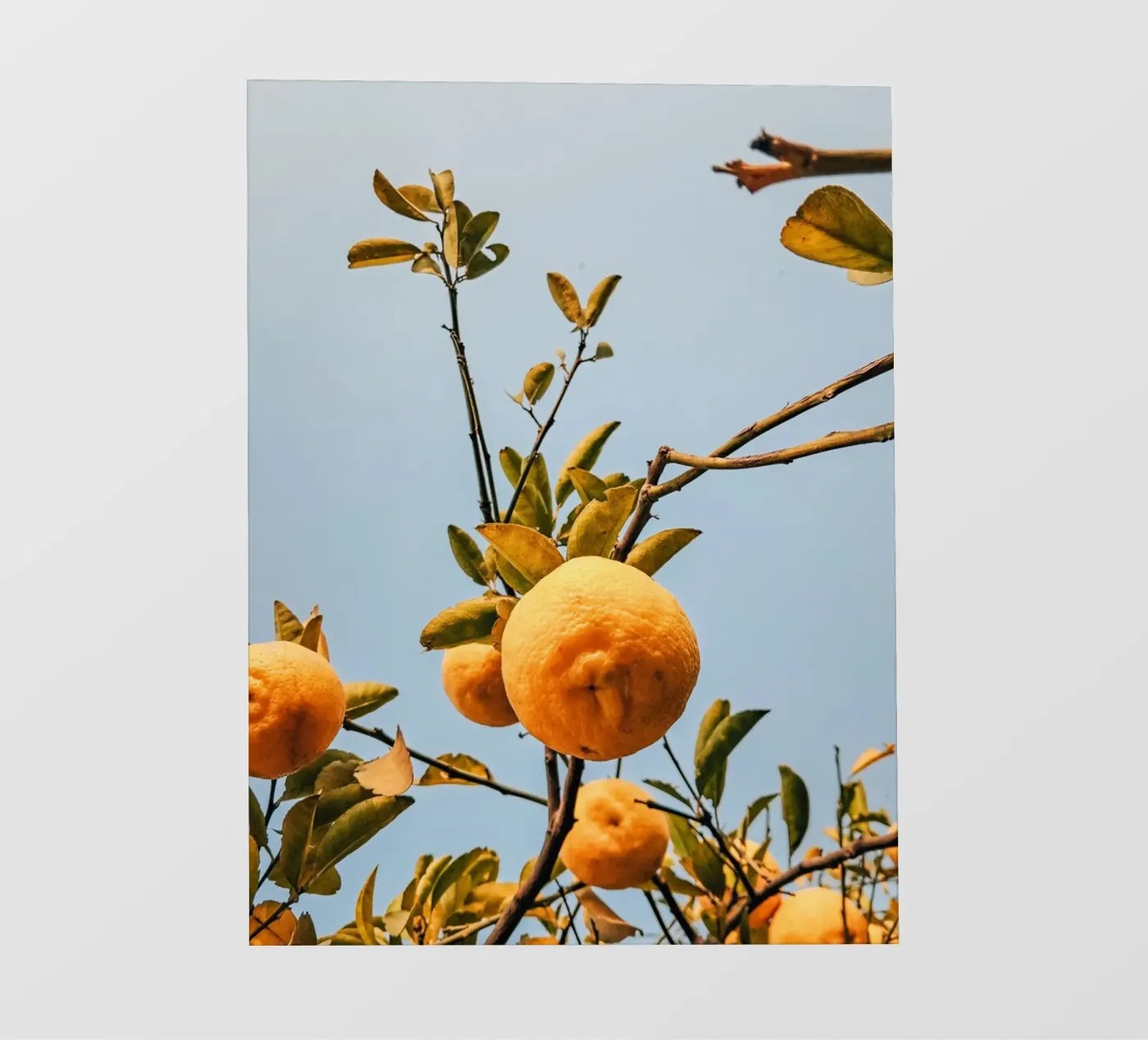 Orange fotobehang van Vale Studio