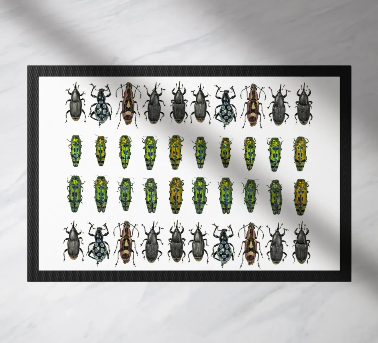 Tiny Wonders: Miniature Insects zerbino da Curious Collections by Marielle Leenders