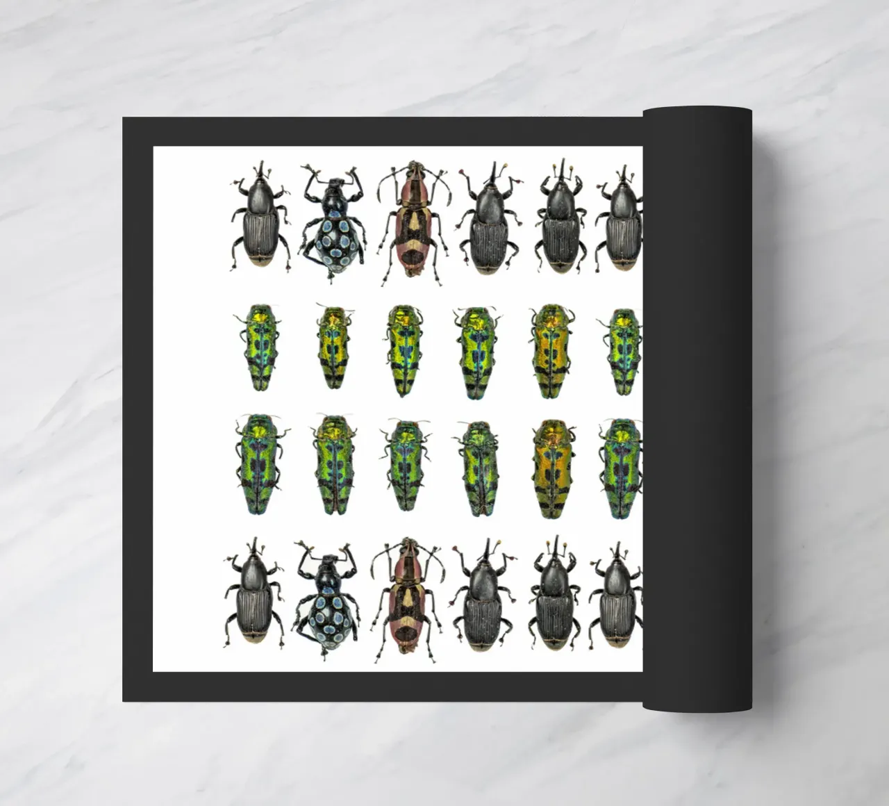 Tiny Wonders: Miniature Insects zerbino da Curious Collections by Marielle Leenders