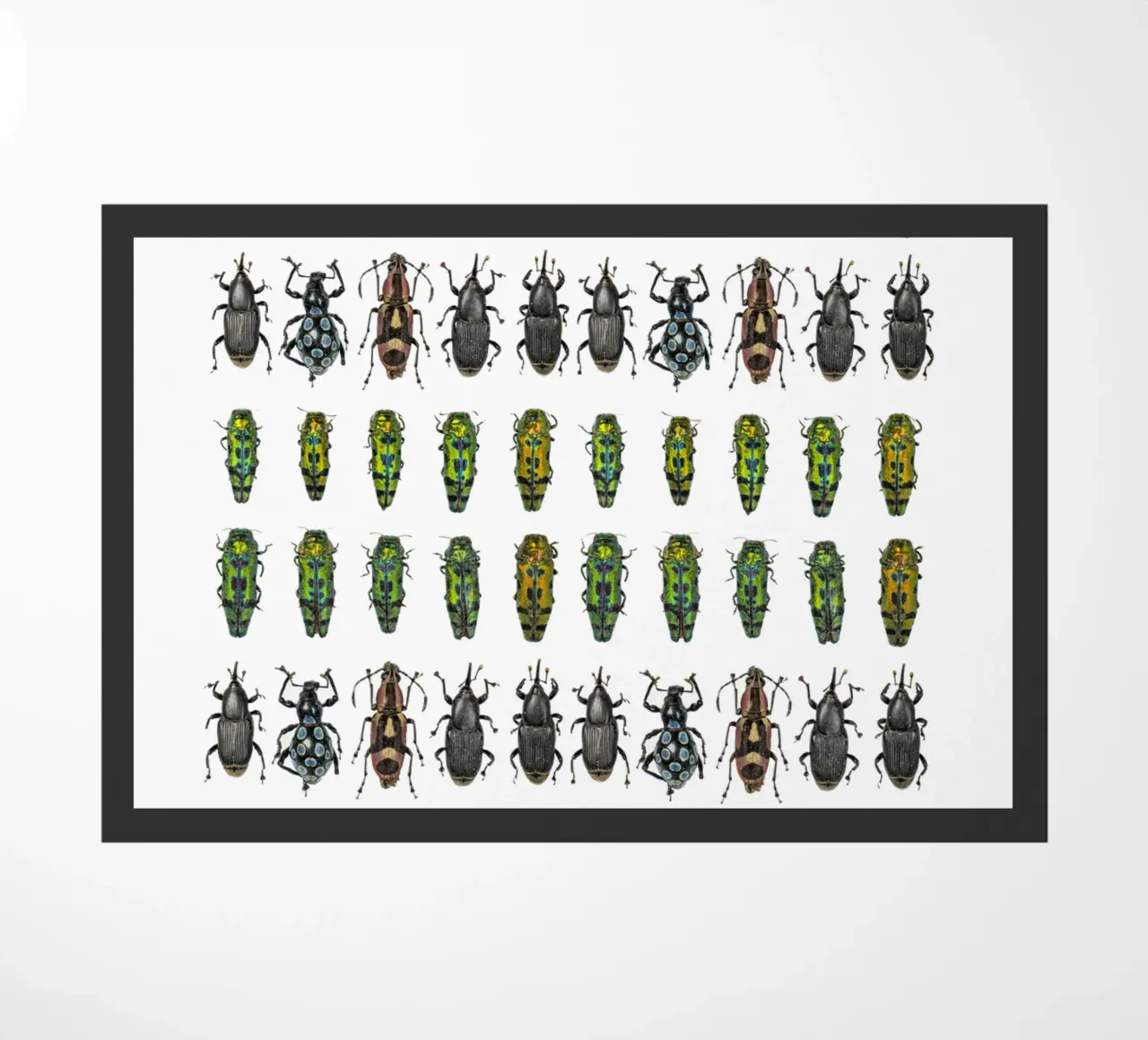 Tiny Wonders: Miniature Insects zerbino da Curious Collections by Marielle Leenders