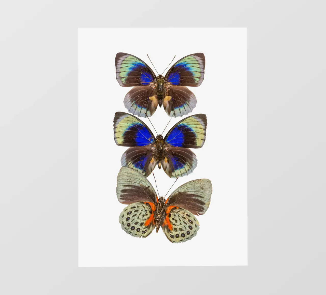 Trio colorato di farfalle telo in pvc da Curious Collections by Marielle Leenders