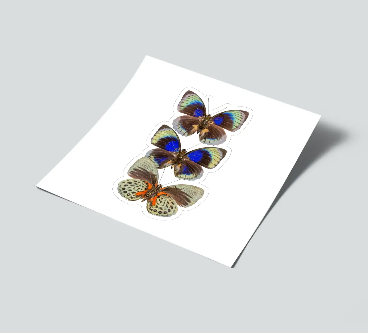 Colorful Trio Butterfly sticker sheet by Curious Collections by Marielle Leenders