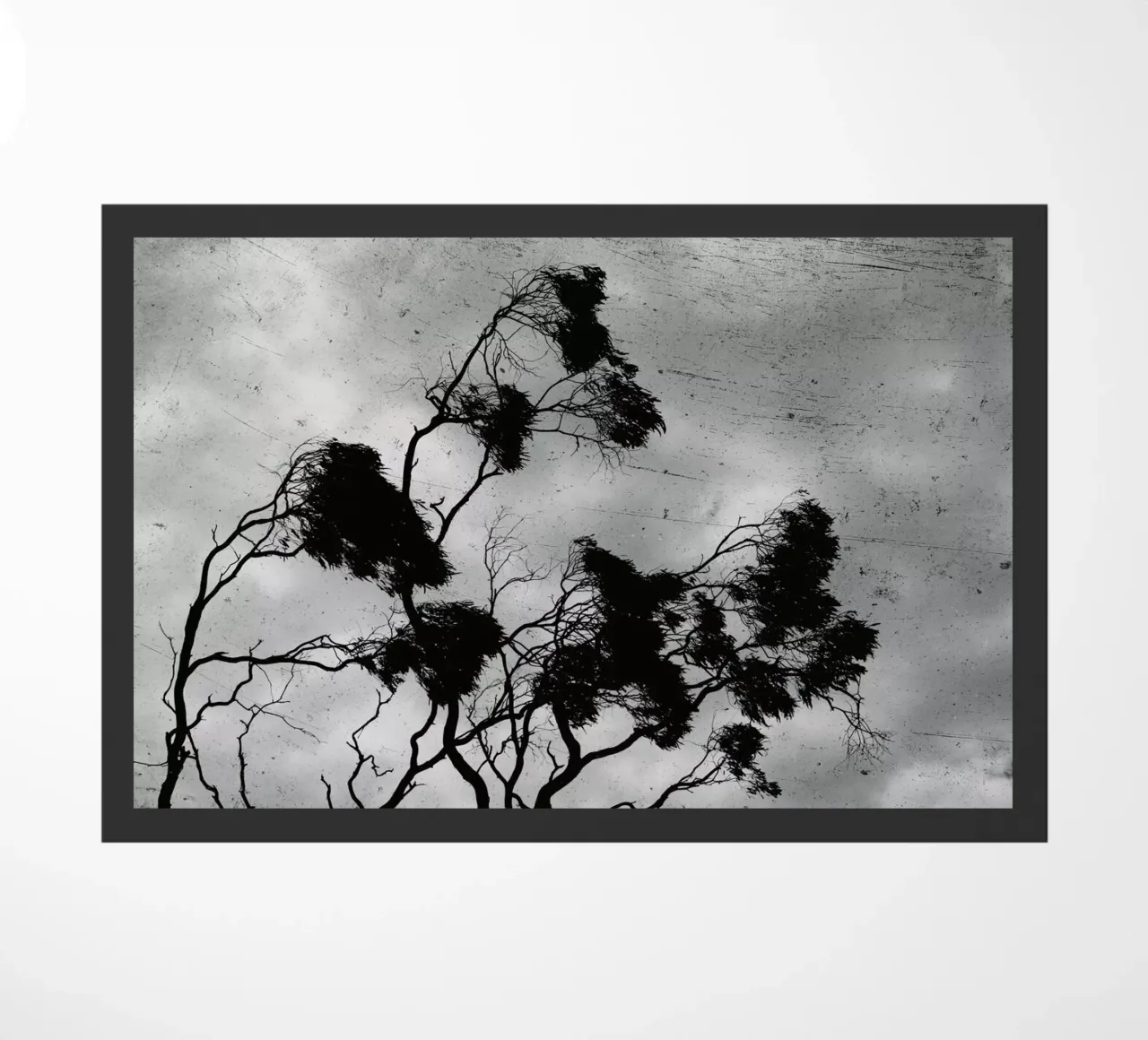 Barossa Goldfields zerbino da Emma Zoe Brew