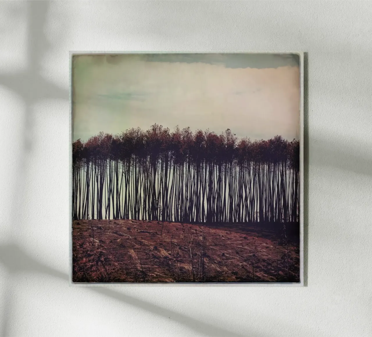 Mt Gawler plexiglass da Emma Zoe Brew