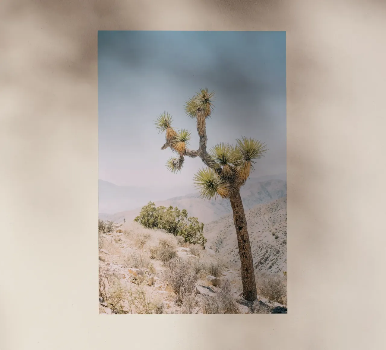 Joshua Tree lámina retroiluminada de patiphotography