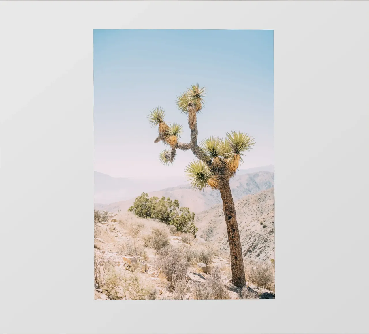 Joshua Tree pellicola backlit da patiphotography