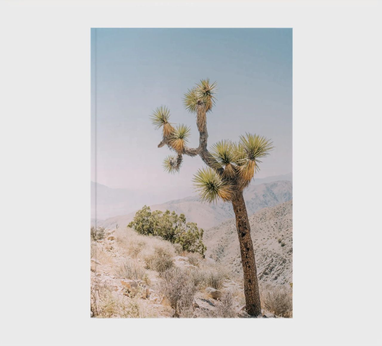 Joshua Tree diario da patiphotography
