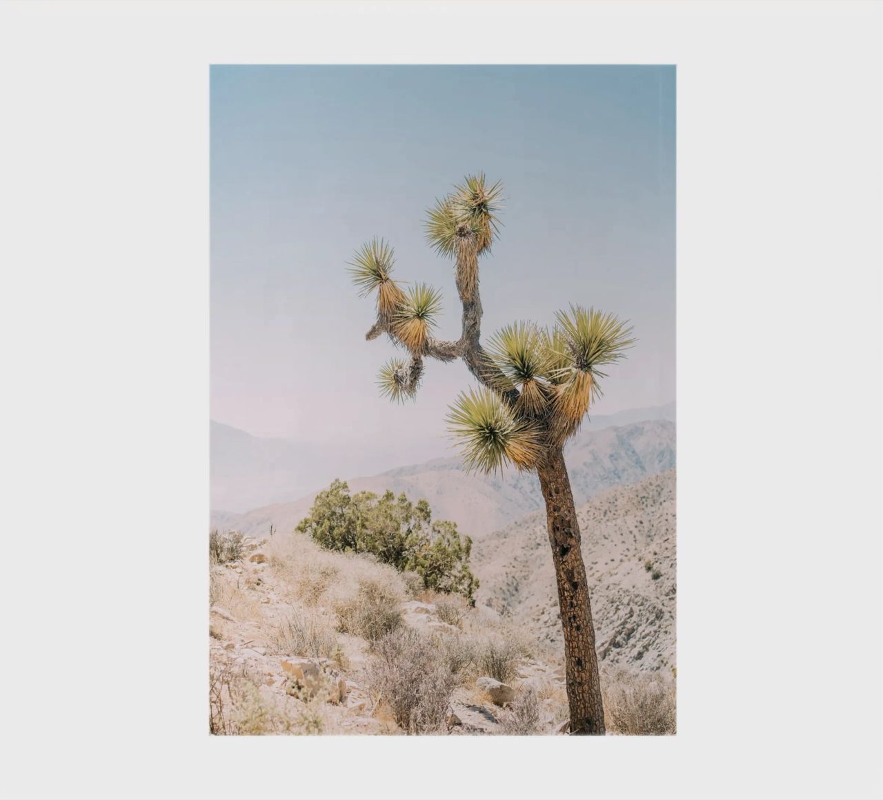 Joshua Tree diario da patiphotography