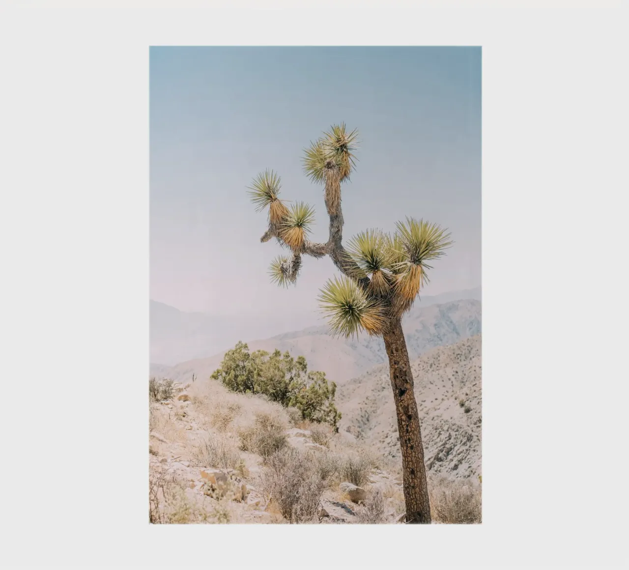 Joshua Tree notebook by patiphotography