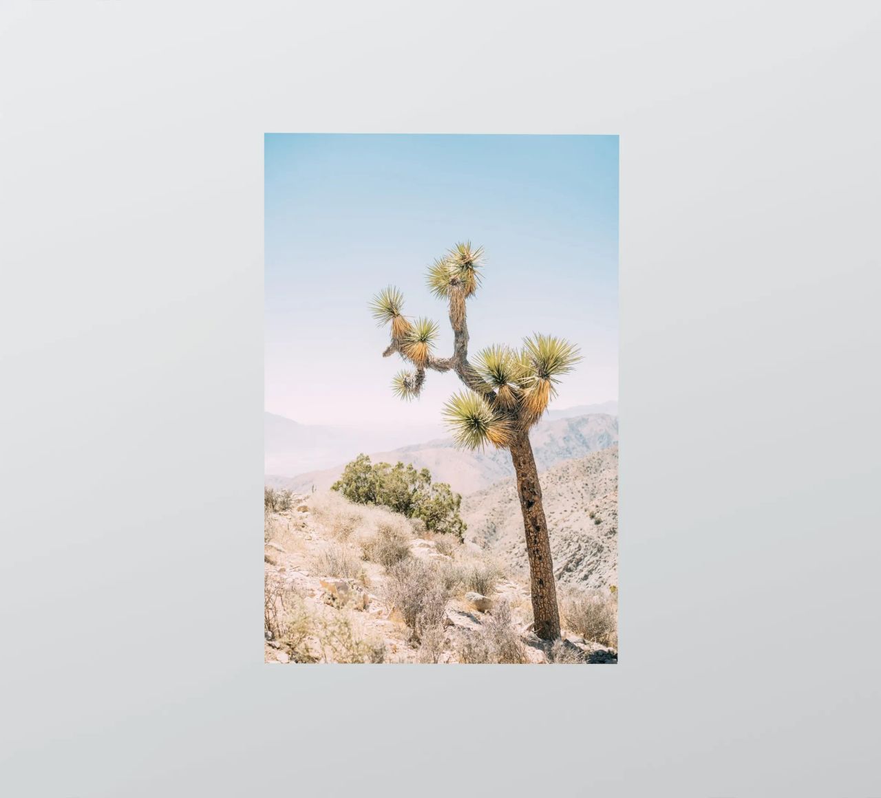 Joshua Tree adesivo da patiphotography