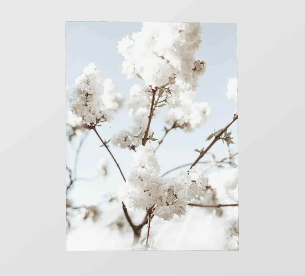 Elegantes Weißblüten-Design – Frühlingshauch Backlit Folie von Whole©
