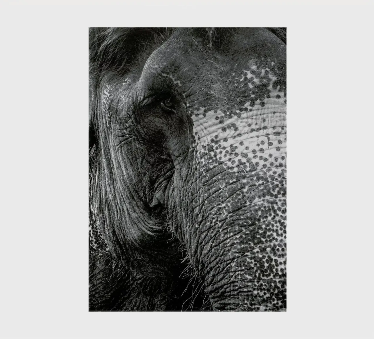 Elephant notebook by Victoria Frost