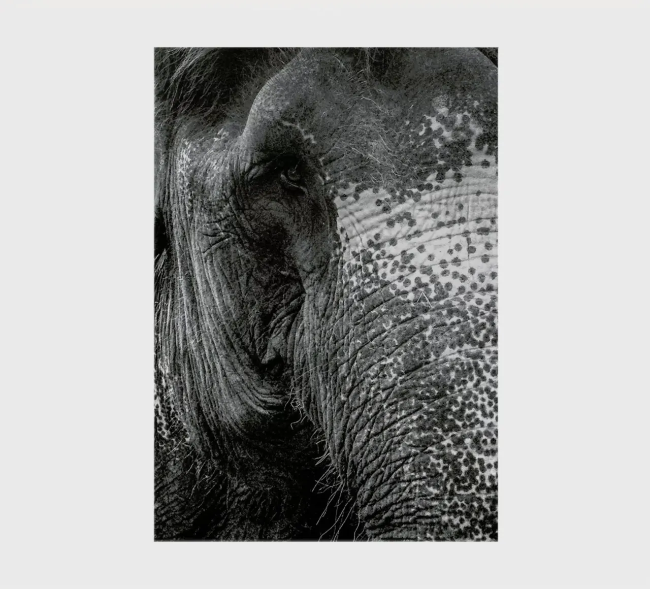 Elephant notebook by Victoria Frost