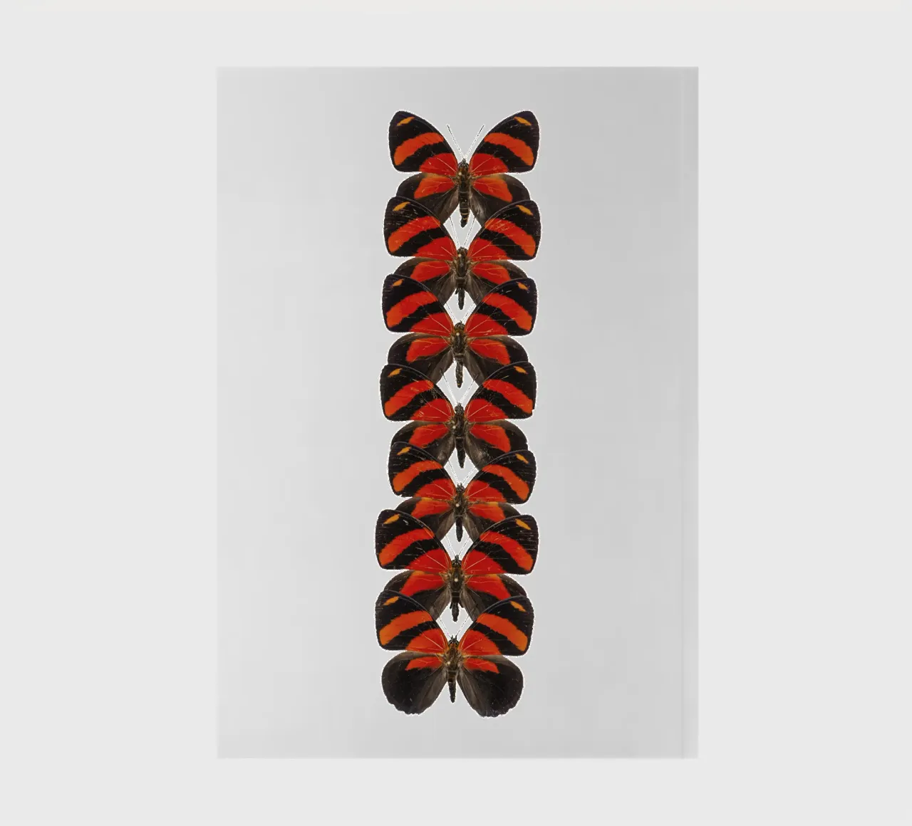 Radiant Red: Little Butterflies notebook by Curious Collections by Marielle Leenders