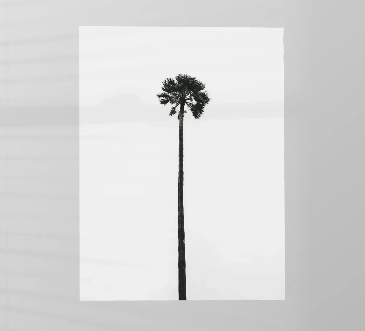 Minimal Palm - Calma tropicale in bianco e nero pellicola backlit da Whole©