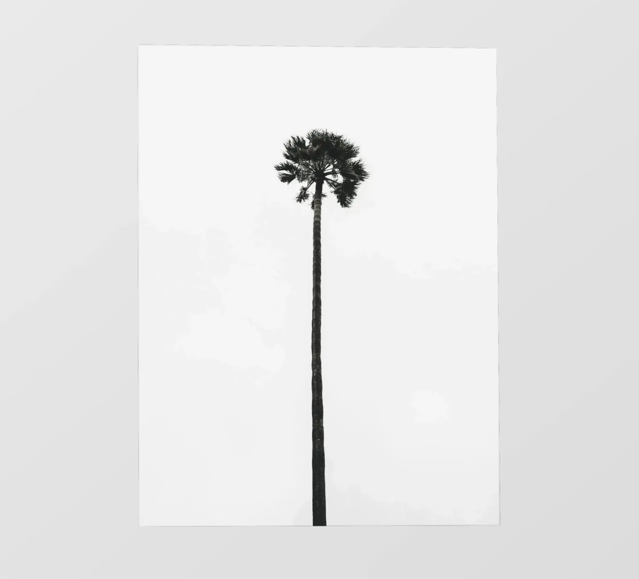 Minimal Palm - Calma tropicale in bianco e nero telo in pvc da Whole©