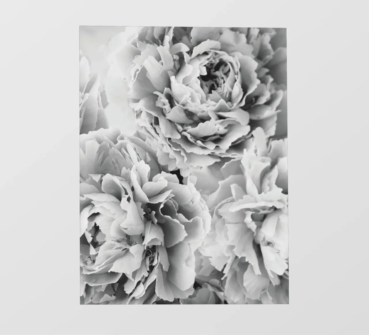 Peony splendour - Elegant black and white flowers photo wallpaper by Whole©