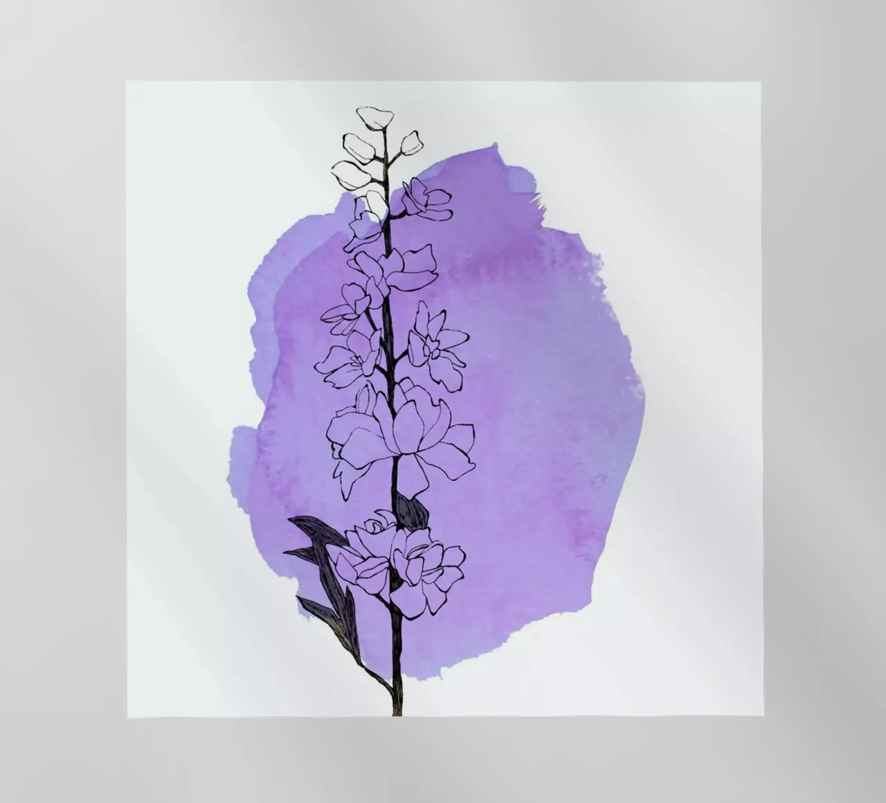 Delphinium pellicola backlit da Morgan Kendall