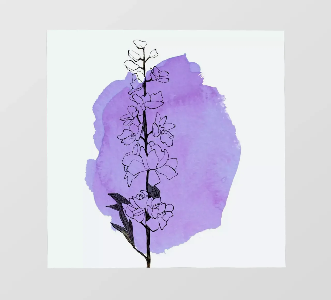 Delphinium pellicola backlit da Morgan Kendall