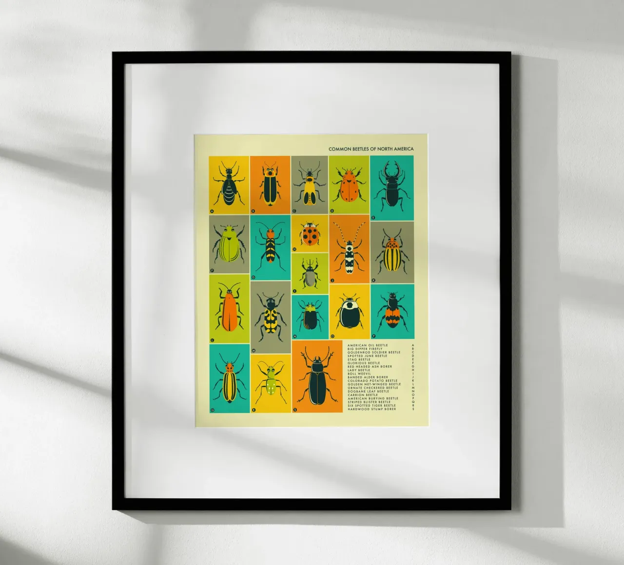 COLEOTTERI COMUNI IN NORD AMERICA poster con telaio in legno da Jazzberry Blue