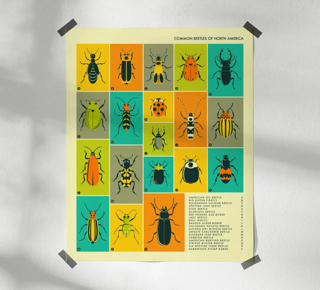 COLEOTTERI COMUNI IN NORD AMERICA poster con telaio in legno da Jazzberry Blue