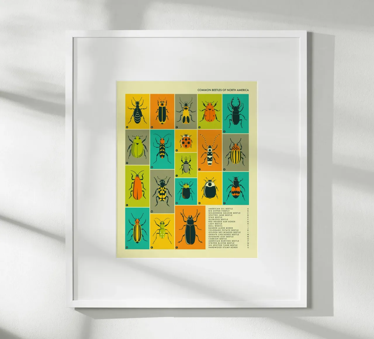 COLEOTTERI COMUNI IN NORD AMERICA poster con telaio in legno da Jazzberry Blue