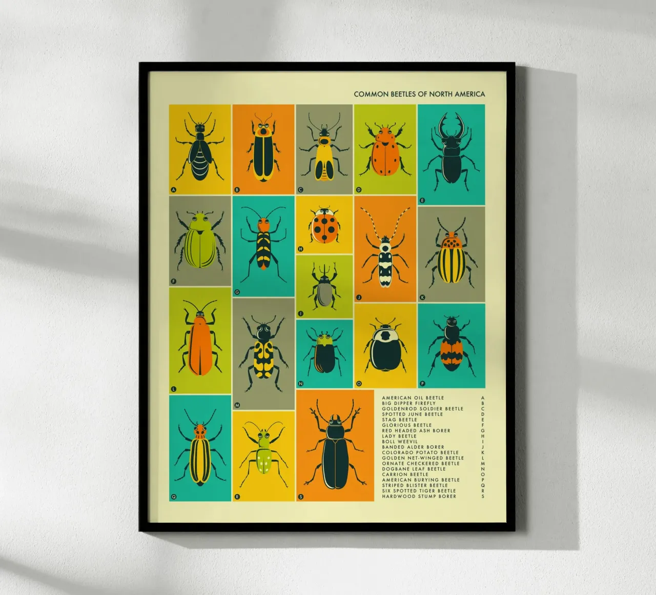 COLEOTTERI COMUNI IN NORD AMERICA poster con telaio in legno da Jazzberry Blue